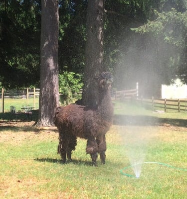 Vashon Llamas by null