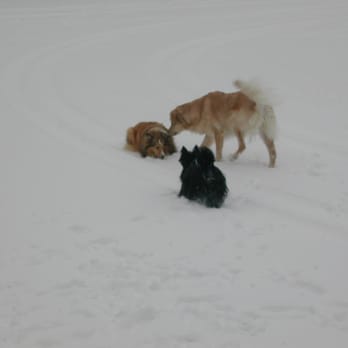 Loyal Tails Pet Services - Dog Walkers Near Me