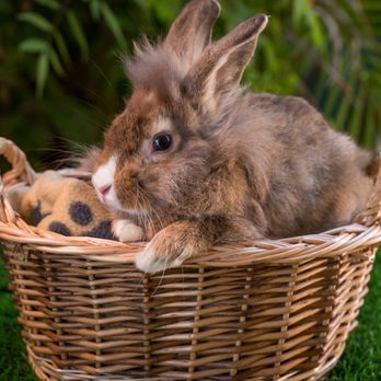 Zovargo - Hazel the rabbit! - Educational Services Near Me Zovargo - Hazel the rabbit! - Educational Services Near Me