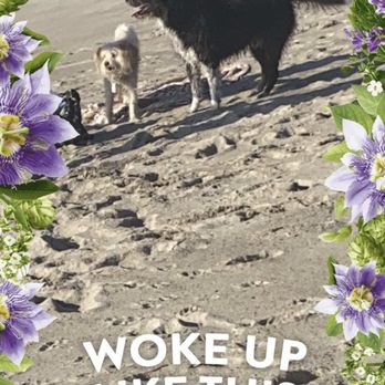 San Clemente State Beach - Cute puppers - Beaches Near Me - San Clemente, California