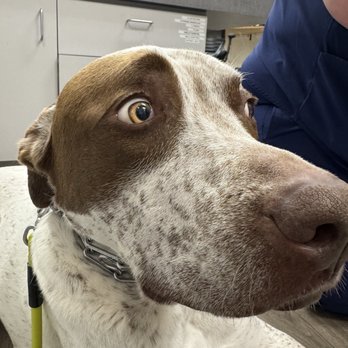 Beacon Veterinary Specialists - Veterinarians Near Me - Fremont, California Beacon Veterinary Specialists - Veterinarians Near Me - Fremont, California