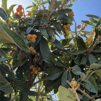 Bacchini's Farm - Pipa - Fruits & Veggies Near Me - Brentwood, California