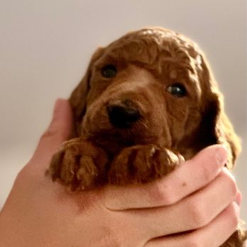 NorCal Freedom for Paws - Standard Poodle pup - Pet Adoption Near Me NorCal Freedom for Paws - Standard Poodle pup - Pet Adoption Near Me