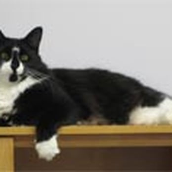 Cat's Corner Veterinary Hospital - Tiki, the hospital cat! - Veterinarians Near Me - Oxford, Connecticut Cat's Corner Veterinary Hospital - Tiki, the hospital cat! - Veterinarians Near Me - Oxford, Connecticut
