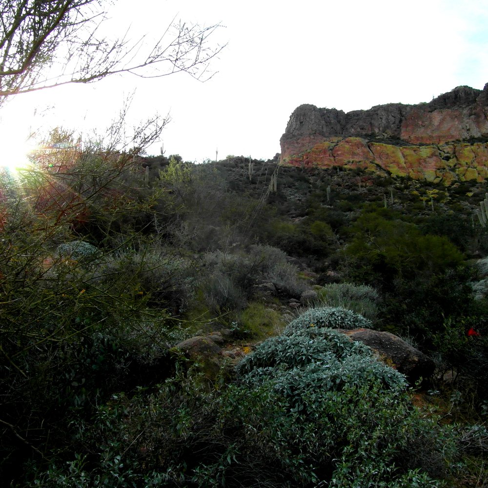 Pass Mountain Loop Trail - Flora - Hiking Near Me - Apache Junction, Arizona Pass Mountain Loop Trail - Flora - Hiking Near Me - Apache Junction, Arizona