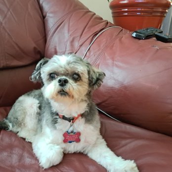 Sydnee's Pet Grooming - Pet Groomers Near Me - Centerville, Utah