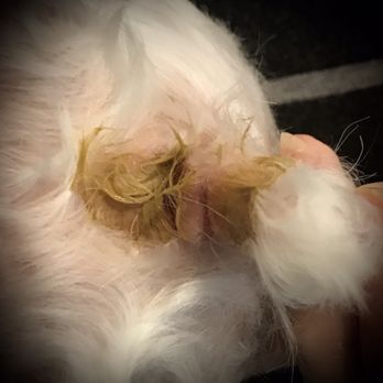 Clackamas Pet Clinic - Anal gland express on my pup the very next day after receiving anal gland express from Clackamas Pet Clinic! - Veterinarians Near Me - Clackamas, Oregon