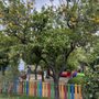 Photo of Parco di Villa Fiorentino