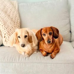 Always Faithful Dog Training