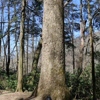 Ramsey Cascades - Old growth forest area. It doesn't look that large in this pic, but that is my backpack sitting at the base of this tree. - Local Flavor Near Me - Gatlinburg, Tennessee