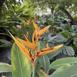 Margarita's Gardens - Gorgeous garden blooms