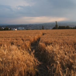 Bierstädter Warte - Blick über Wiesbaden