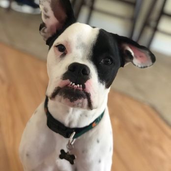 Save A Life Pet Rescue - Animal Shelters Near Me - Oviedo, Florida