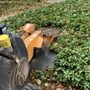 Photo of Mariano’s Stump Grinding