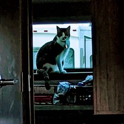 Boca Chica Animal Hospital & Pet Resort - Charlie in his new favorite window.