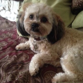 Palm Ridge Grooming Gallery - Pet Groomers Near Me - Chula Vista, California
