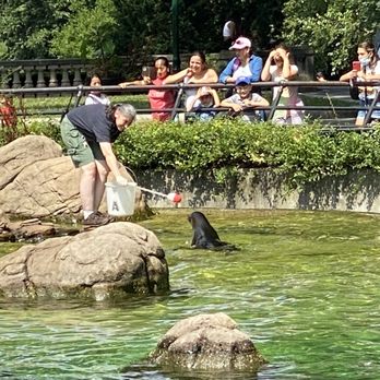 Bronx Zoo - Feeding the sea lion - Zoos Near Me - Bronx, New York Bronx Zoo - Feeding the sea lion - Zoos Near Me - Bronx, New York