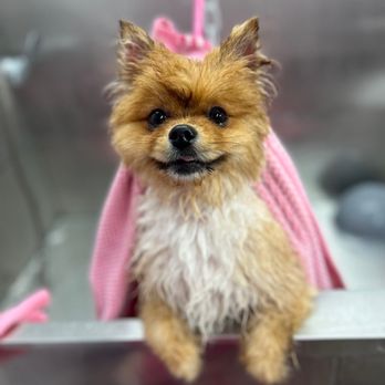 Make It Cute - Picture sent during his bath. - Pet Groomers Near Me - Pasadena, California Make It Cute - Picture sent during his bath. - Pet Groomers Near Me - Pasadena, California