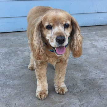 Serenity Pet Spaw - He's so happy! - Pet Groomers Near Me - San Diego, California