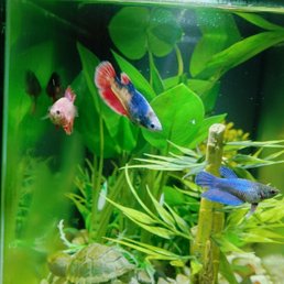 Female bettas living happily together. Female bettas living happily together.