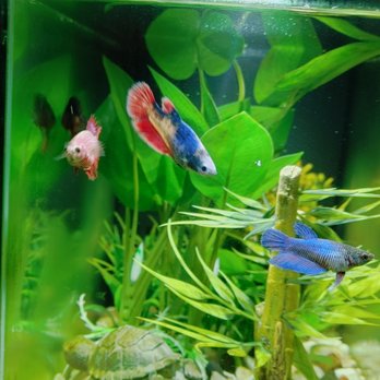 PetSmart - Female bettas living happily together. - Pet Groomers Near Me - Westminster, Colorado PetSmart - Female bettas living happily together. - Pet Groomers Near Me - Westminster, Colorado