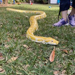 Zoo Mom Science - The let Sammy lay in our grass for a quick photo! Always monitored!