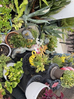 Native Coffee by null