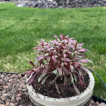 Moana Nursery - Landscaping Near Me - Reno, Nevada Moana Nursery - Landscaping Near Me - Reno, Nevada