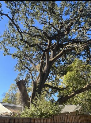 Tree Trimming - A huge limb of this oak tree felt down causing tremendous damages to roof and neighbor’s properties. So, we were able to take care of the oak by preventing disease from the wounds, reducing its weight and making it safer for any upcoming droughts, rain, wind.