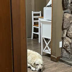 Dog friendly