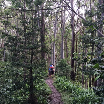 Aiea Loop Trail - The path with drop offs - Hiking Near Me - Aiea, Hawaii Aiea Loop Trail - The path with drop offs - Hiking Near Me - Aiea, Hawaii