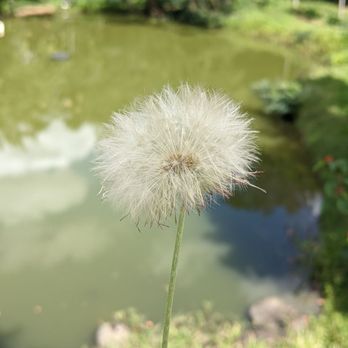 Jardin Botanico - Dandelion - Botanical Gardens Near Me - San Juan, Puerto Rico Jardin Botanico - Dandelion - Botanical Gardens Near Me - San Juan, Puerto Rico