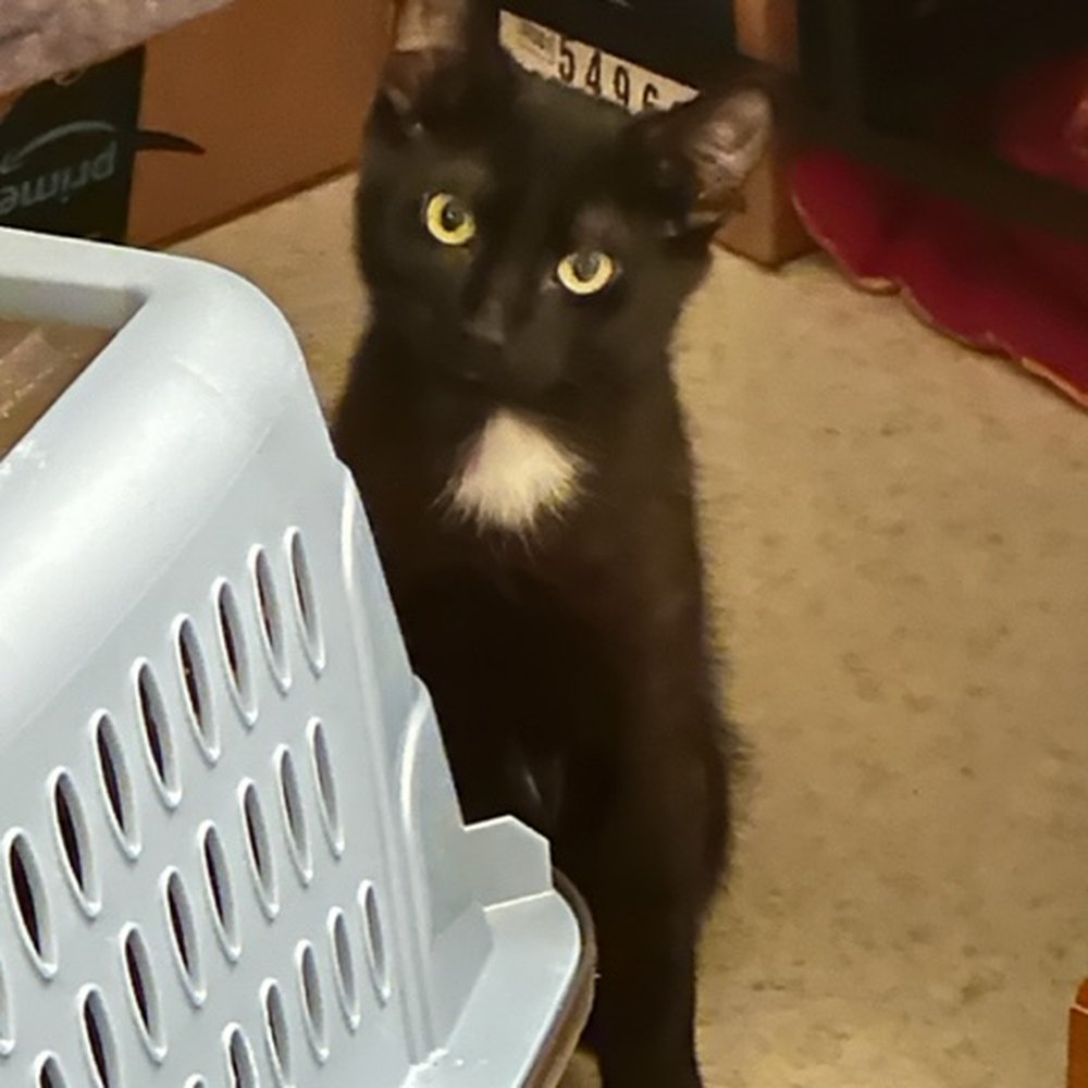 Clip N Clean - Feral kitten (that bites through garden gloves). - Pet Sitting Near Me - Tacoma, Washington