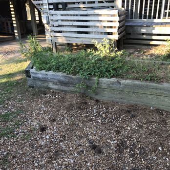 Beach Realty & Construction - Overgrown weeds - Vacation Rentals Near Me - Kitty Hawk, North Carolina