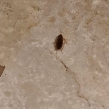 Linden Arms Apartments - Roaches in the bathroom eww - Apartments Near Me - Sunnyvale, California Linden Arms Apartments - Roaches in the bathroom eww - Apartments Near Me - Sunnyvale, California