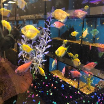 Petco - GloFish - Pet Stores Near Me - Burke, Virginia