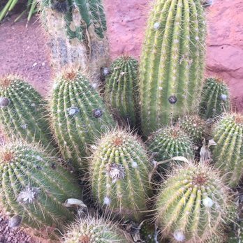 Red Hills Desert Garden - Botanical Gardens Near Me - St. George, Utah Red Hills Desert Garden - Botanical Gardens Near Me - St. George, Utah