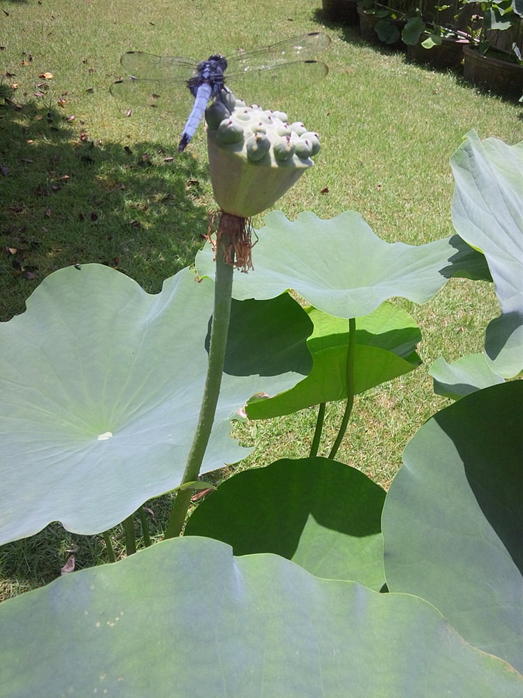 三室戸寺 59 Photos Buddhist Temples 菟道滋賀谷21 宇治市 京都府 Japan Phone Number 三室戸寺 59 Photos Buddhist Temples 菟道滋賀谷21 宇治市 京都府 Japan Phone Number