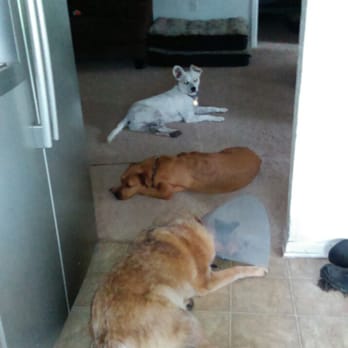 Kitty Hawk Animal Hospital - Veterinarians Near Me - Universal City, Texas Kitty Hawk Animal Hospital - Veterinarians Near Me - Universal City, Texas