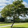 Photo of 39th Street Greenway
