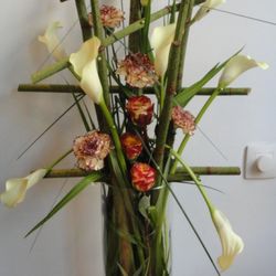 Dianthus