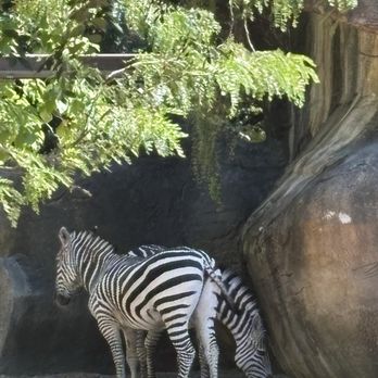 Cincinnati Zoo & Botanical Garden - Zoos Near Me - Cincinnati, Ohio