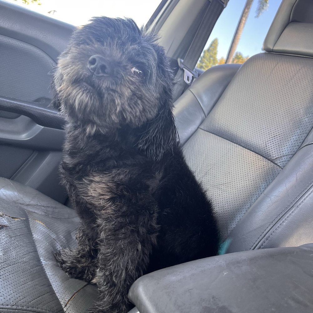 Splash N Dash DIY Dog Wash - Nice and fluffy , giving krrsantan vibes - Pet Groomers Near Me - Orange, California