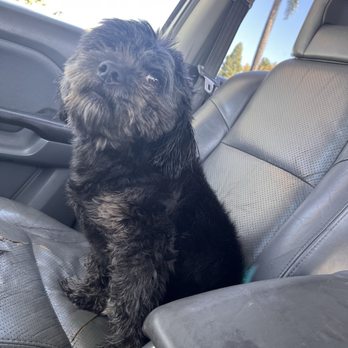 Splash N Dash DIY Dog Wash - Nice and fluffy , giving krrsantan vibes - Pet Groomers Near Me - Orange, California Splash N Dash DIY Dog Wash - Nice and fluffy , giving krrsantan vibes - Pet Groomers Near Me - Orange, California