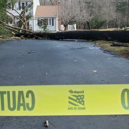 Downed white pine tree.