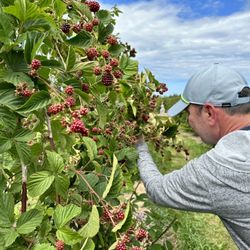 Graysmarsh Farm U-Pick