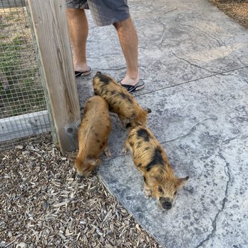 Deer Tracks Junction - Baby piglets zoo side - Ice Cream & Frozen Yogurt Near Me - Cedar Springs, Michigan