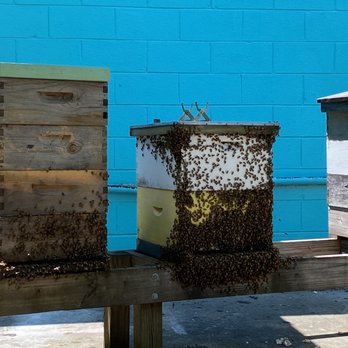 Savannah Bee Company - Apiary - Cosmetics & Beauty Supply Near Me - Savannah, Georgia Savannah Bee Company - Apiary - Cosmetics & Beauty Supply Near Me - Savannah, Georgia