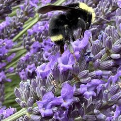 Yellow faced bumblebee