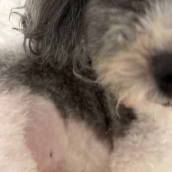 Petco - Long hairs left around mouth. - Pet Stores Near Me - Hillside, Illinois Petco - Long hairs left around mouth. - Pet Stores Near Me - Hillside, Illinois